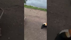 Спасение утят..❤️