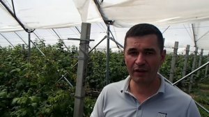 ЯГОДЫ БЕЛОГОРЬЯ малина в тонелях