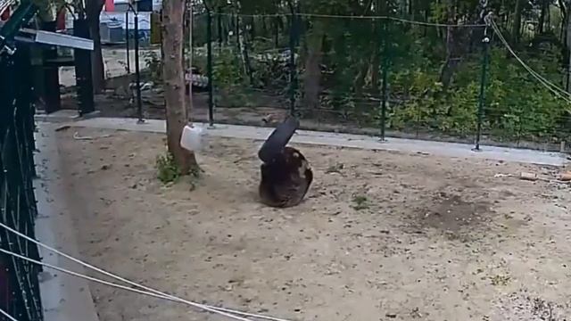 Медведь развлекает себя игрой с покрышкой