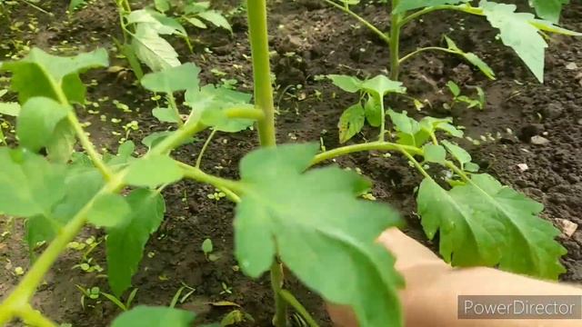 Дом на юге//Очень вкусно!)/Цыплята, огород.