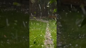 Смотрю видео с прошлогодним градом и слезы на глазах. Тогда мы понесли очень большие потери 😢