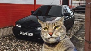 Приготовьтесь к зарядке позитива и смеха с нашими невероятно милыми котами!
