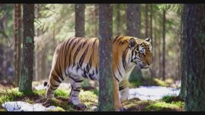 амурская даль