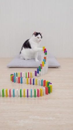 Коты и домино