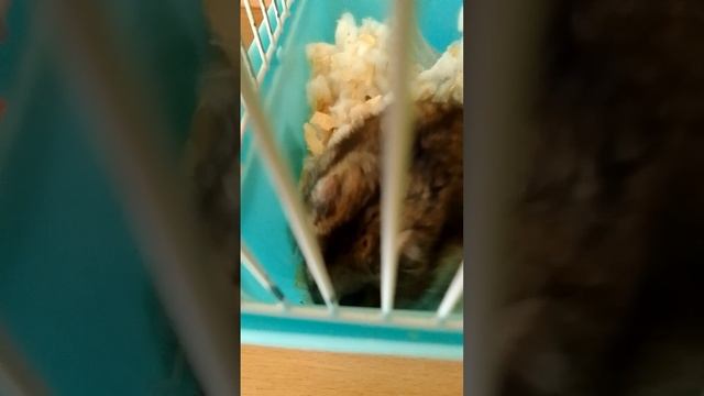 Кормление хомячка
