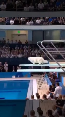 СоревноКотия по прыжкам в воду.