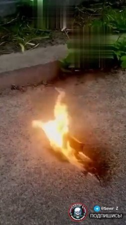 Противник жалуется на очередное усовершенствование БПЛА «Герань» 
 
"Российские войска начали снаряж