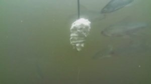 Подводные разбойники