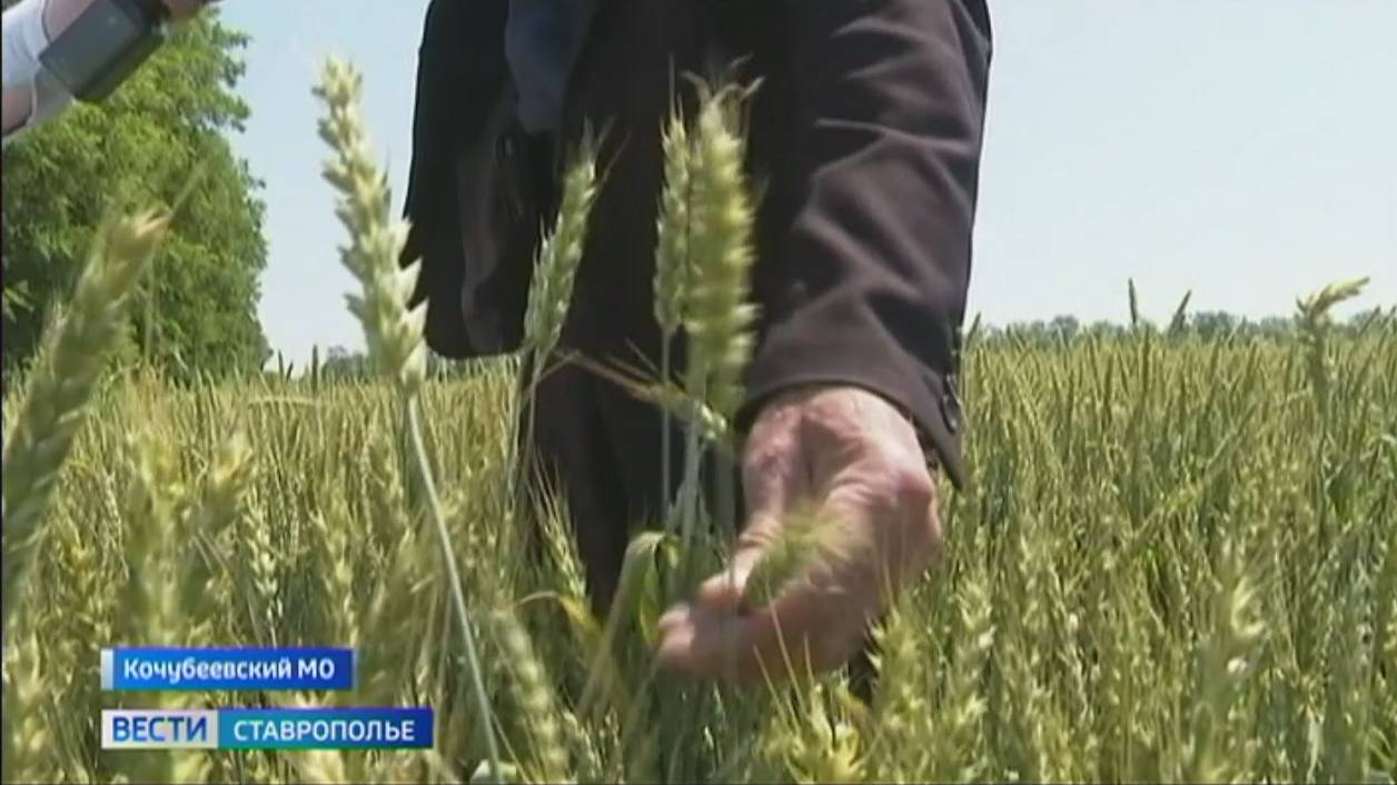 На Ставрополье приступили к уборке озимых культур