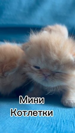 Малышам уже по 2 недели 🥺 #марикалапунова #кот #котики #милыекотята