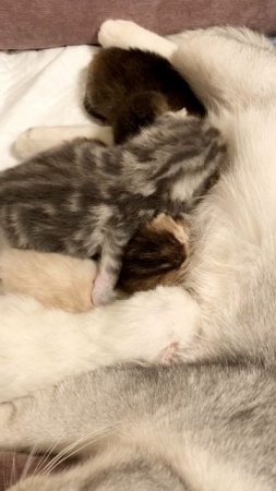 Котятам кошки Кайли девять дней.