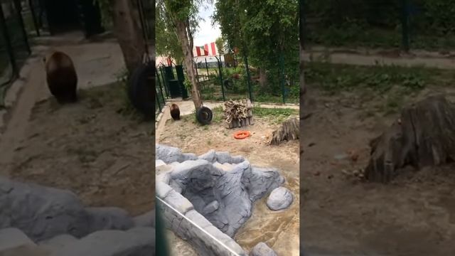 Открытие грота2ой день Прямой эфир Инстаграм @mansurbear 06.06.21
