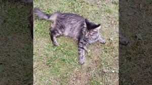 Кот серый полосатый