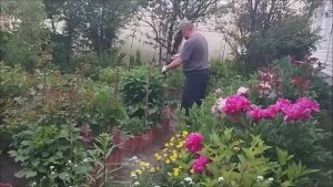 Вечерние дела в саду и в огороде. Первые ягоды