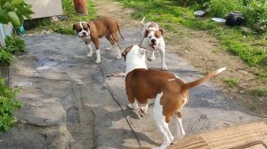 Американский бульдог, Тип Джонсона