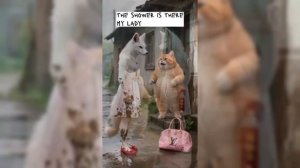 ПОДБОРКА КОТОВ ИСТОРИИ ИИ