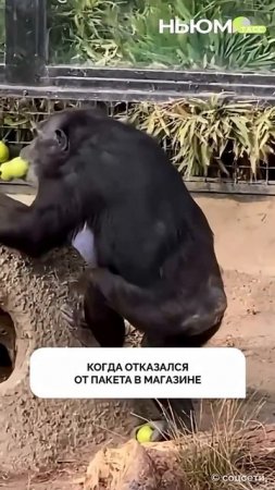 Карточка видео