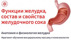 Функции желудка, состав и свойства желудочного сока. Анатомия и физиология желудка