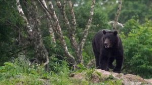 На Сахалине застрелили медведя, убившего двух мужчин