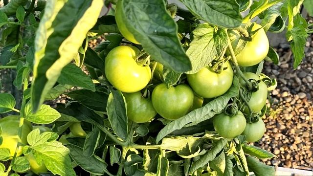 Июньская подкормка томатов: защита от фитофторы и стимуляция плодоношения