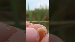 Как насадить опарыша на рыболовный крючок