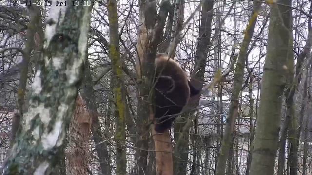 Гнездование медведей