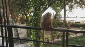 Дикая обезьяна на балконе отеля в Таиланде (остров Чанг).