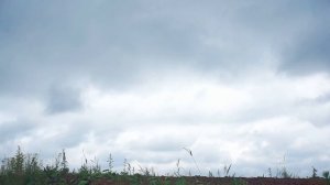 х