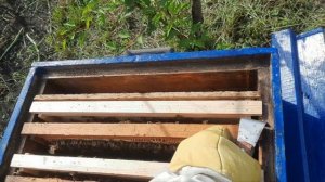 Смотр пойманного роя,неделя спустя.мечу матку.