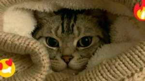 😹СМЕШНО ДО СЛЁЗ ▶ Самые смешные Кошки и Котята🔥