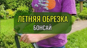 Летняя обрезка #бонсай