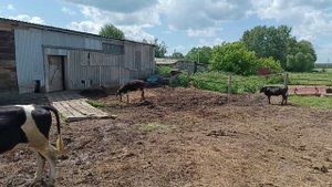 Думала его съел медведь .Лето в деревне .Отдыхать будем зимой.Жизнь в деревне.