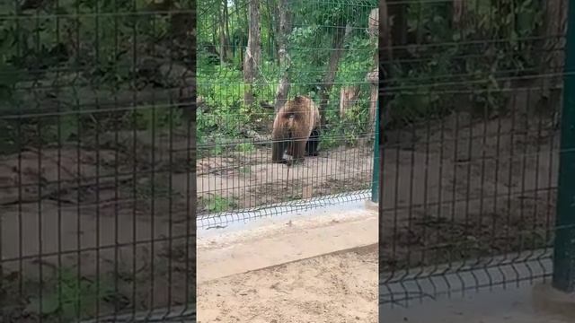 А вы любите кашку?Прямая трансляция инстаграм @mansurbear 31.07.19