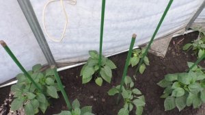 Перцы на 24 июня