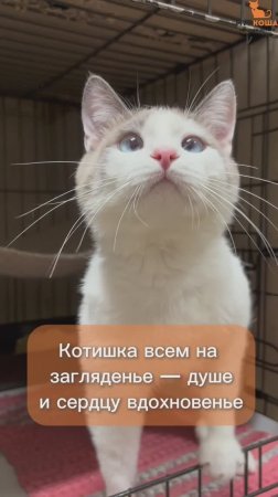 Этуаль ждёт вас в приюте #Муркоша