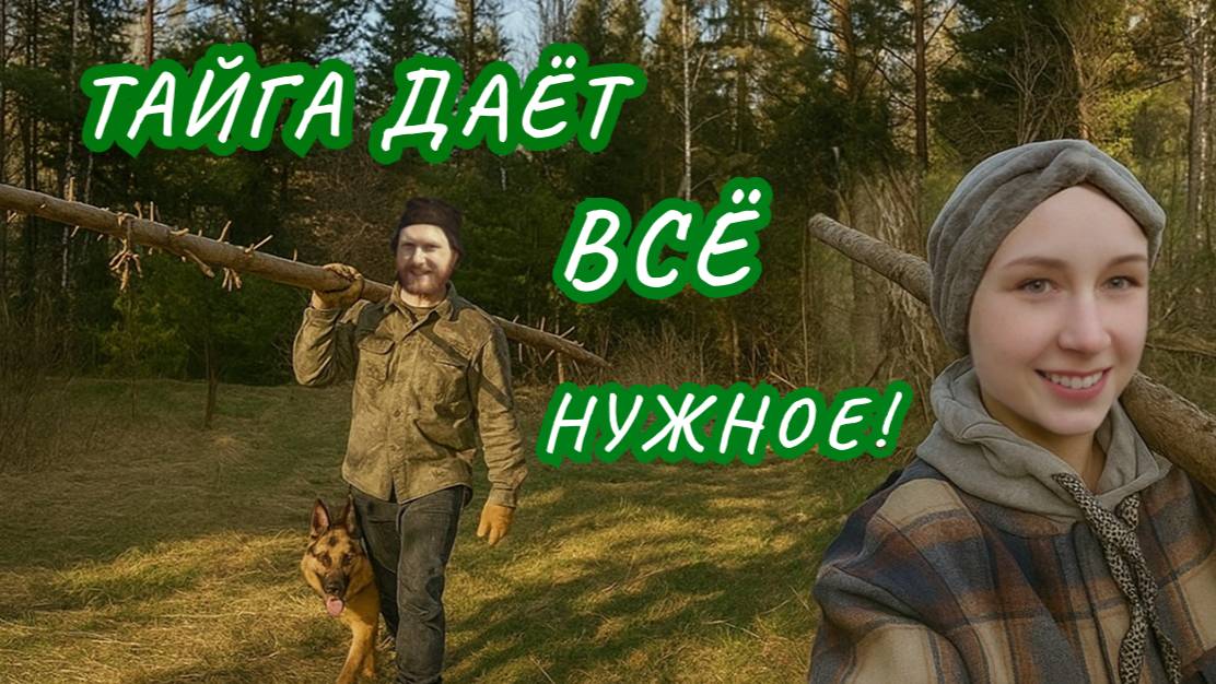 Бесплатный стройматериал из тайги! Собираем валежник для теплицы  #ДомЗаРекой