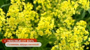 Гулявник лекарственный | С любовью от Бога