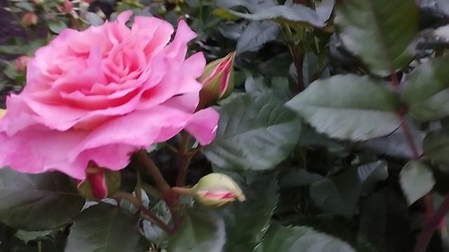 Один день из жизни сада 18.06.25. Регион Южный Урал.