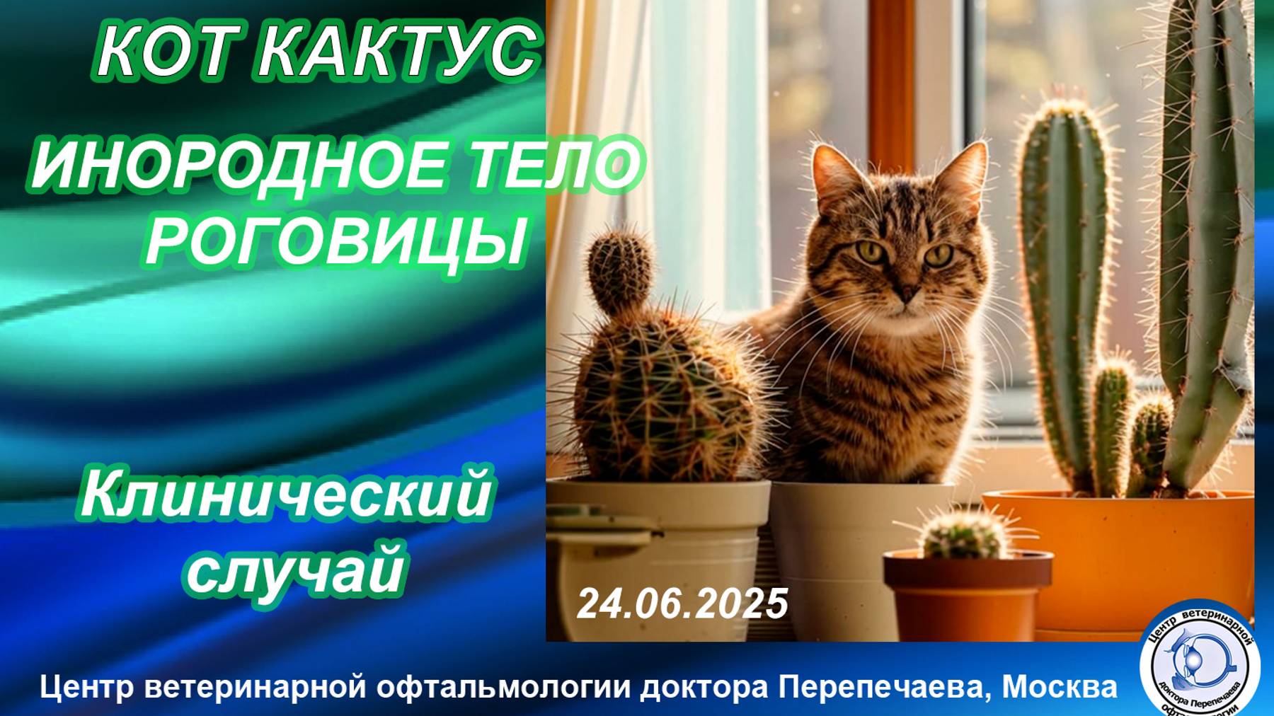Кот Кактус. Инородное тело роговицы. Клинический случай.