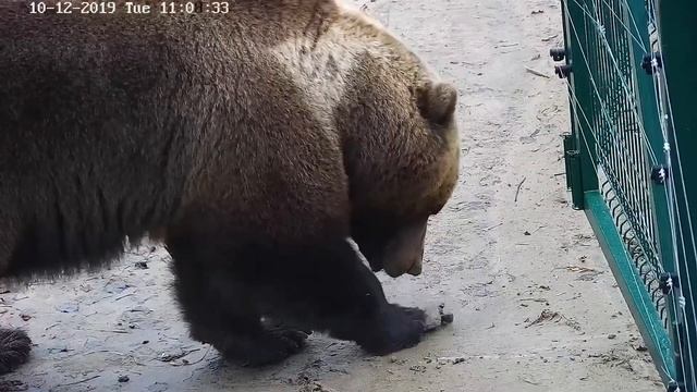 Наблюдая за Мансуром