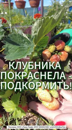 КЛУБНИКА ПОКРАСНЕЛА - ПОДКОРМИТЬ!
