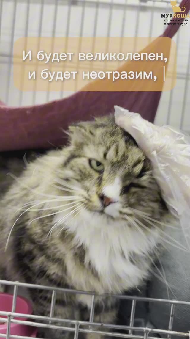 Курт ждёт вас в приюте #Муркоша