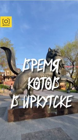 ВРЕМЯ КОТОВ В ИРКУТСКЕ