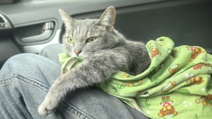 Как перевезти кошку на самолёте( прививка, билет,осмотр,справка.Лайфхак, как отправить посылку за1р.