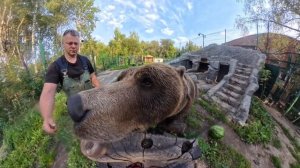 Медведь Мансур ест вкусный арбуз на завтрак Mansur  bear has a delicious watermelon breakfast