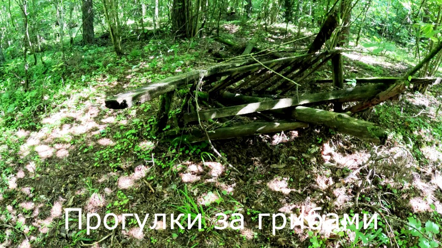 Прогулки за грибами.  На моем грибном месте все подчищено.