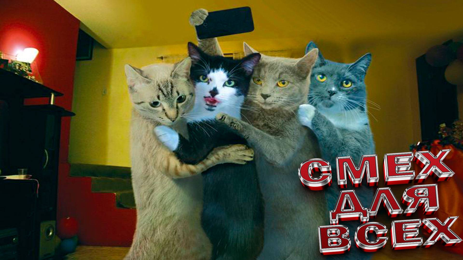 Смешные Коты🤣 Лучшие Приколы с Котами🤣, КОШКИ,❤️ ЖИВОТНЫЕ, ❤️СМЕШНОЕ ВИДЕО о Животных!