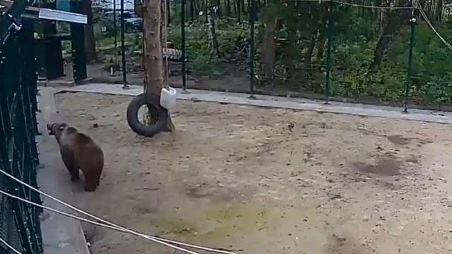 О том как же работает "Угощалка для Мансура"