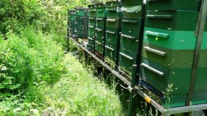 охота на акацию