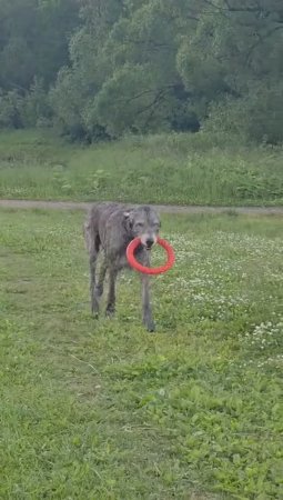 Когда ума слишком много  😄 
Ирландский Ром Из Волшебного Леса, 4 года 🍀
